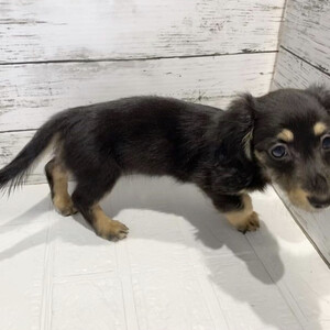 cannyhen dachshund | PostAds PH