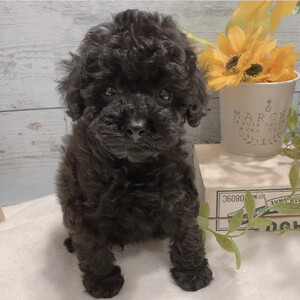 Black poodle for sale | PostAds PH