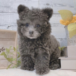Teacup poodle for sale | PostAds PH