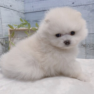 Teacup Pomeranian puppy for sale | PostAds PH