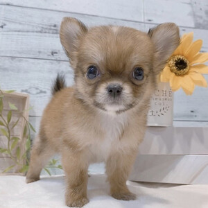 Chihuahua puppy for sale | PostAds PH