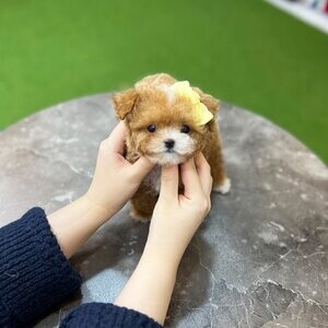 Female maltipoo | PostAds PH