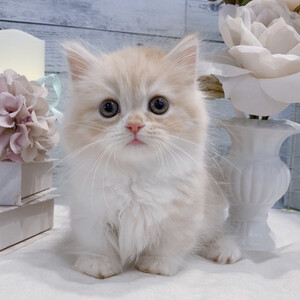 Cute cat available for sale | PostAds PH