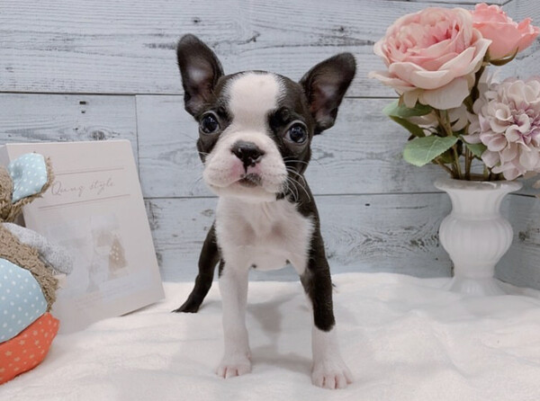 Boston puppy 