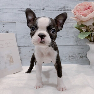 Boston puppy | PostAds PH