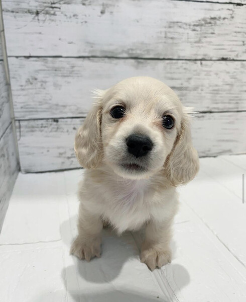 Dachshund puppy 