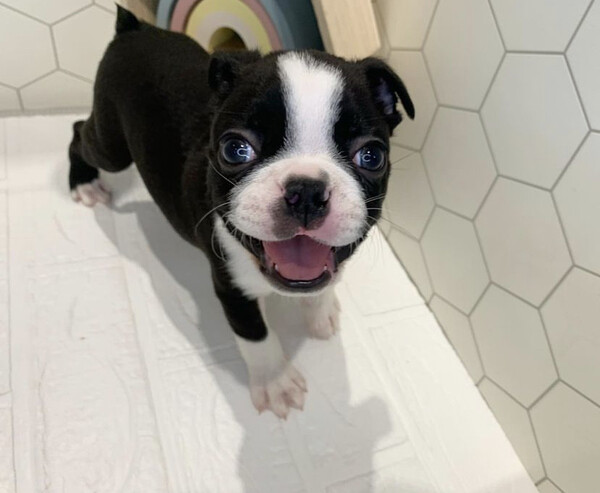 Boston terrier 