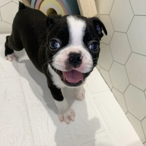 Boston terrier | PostAds PH