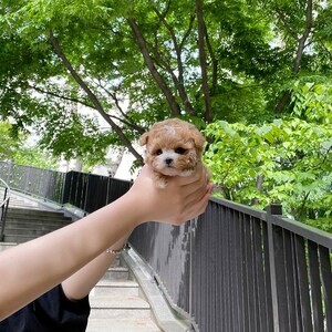 Male maltipoo | PostAds PH