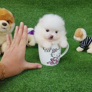 Teacup Pomeranian puppies | PostAds PH