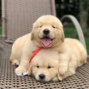 Golden Retriever puppies | PostAds PH