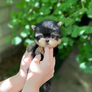 Tea cup Yorkie | PostAds PH