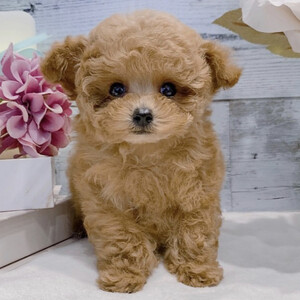 Maltipoo puppy for sale | PostAds PH