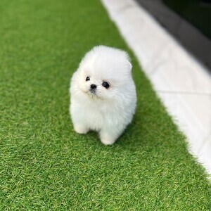 White Pomeranian | PostAds PH