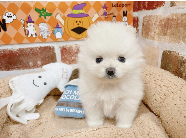 Pomeranian puppy for sale 