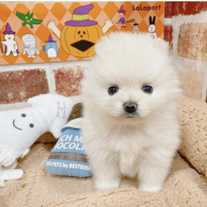 Pomeranian puppy for sale | PostAds PH