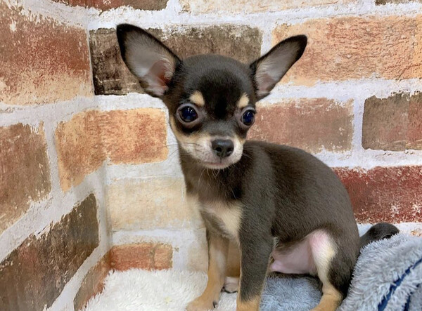 Chihuahua puppy for adoption 