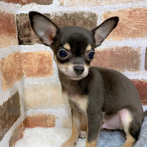 Chihuahua puppy for adoption | PostAds PH