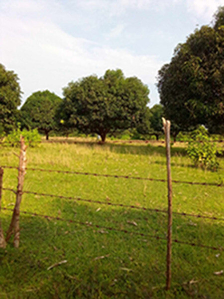 For Sale 18 has with 700 mango trees In Iba, Zambales