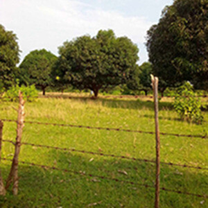 For Sale 18 has with 700 mango trees In Iba, Zambales | PostAds PH