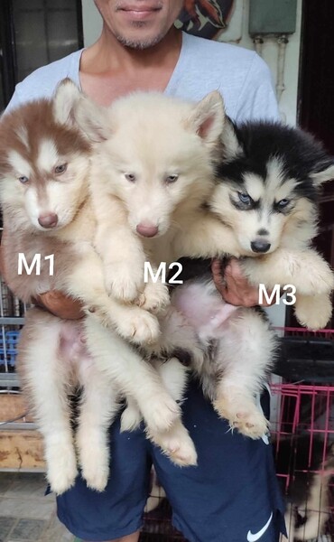 Quality Thailand import line husky for sale