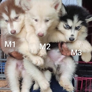 Quality Thailand import line husky for sale | PostAds PH
