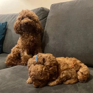 Teddy Bear Toy Poodle Puppies Now Available To Leave | PostAds PH