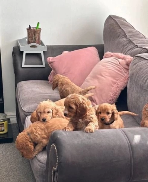 Lovely Adorable cockerpoo Puppies Ready