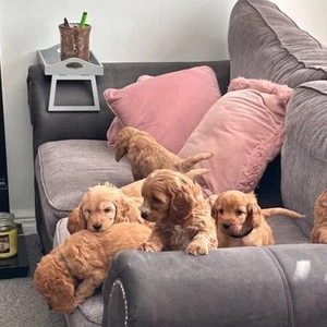 Lovely Adorable cockerpoo Puppies Ready | PostAds PH