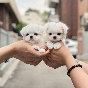 Pure white Maltese | PostAds PH