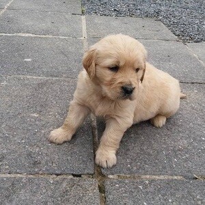 Golden Retriever Pups | PostAds PH