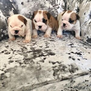Lilac Blue English Bulldogs Puppies | PostAds PH