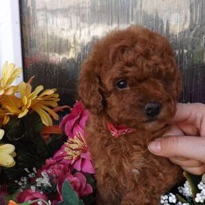 Handsome Toy Poodle Male and female | PostAds PH
