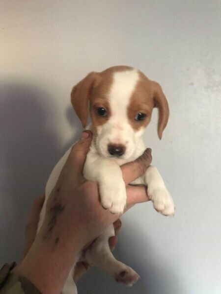 Beagle Pups .