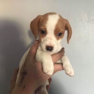 Beagle Pups . | PostAds PH
