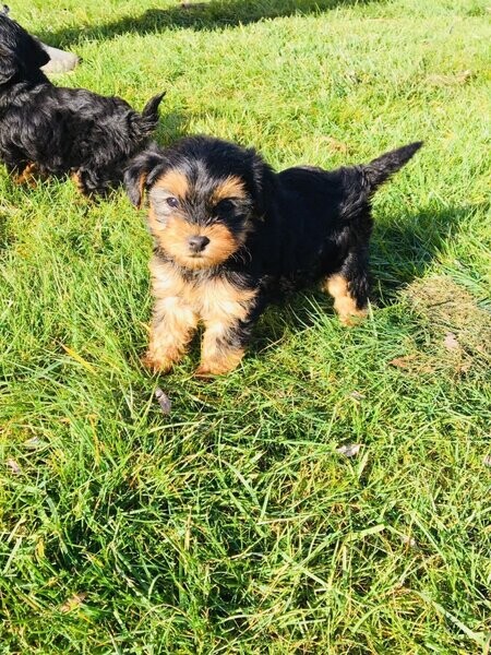Yorkshire Terrier Puppies 