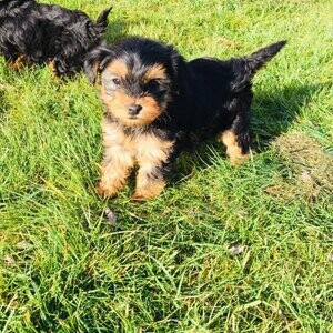 Yorkshire Terrier Puppies | PostAds PH