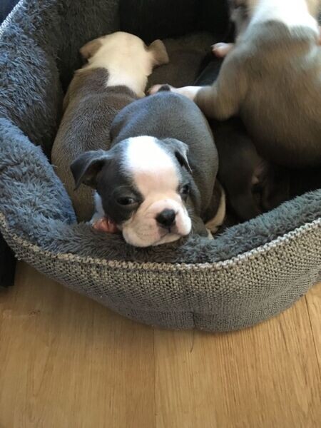  Boston Terrier Puppies
