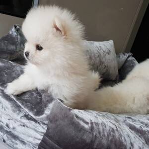 Pomeranian Puppies | PostAds PH