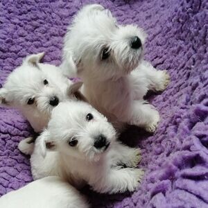 West Highland White Terrier Puppies | PostAds PH