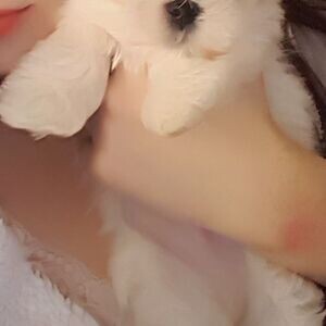 Maltese Puppies | PostAds PH