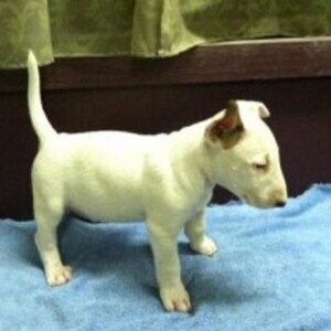 Bull terrier pups | PostAds PH