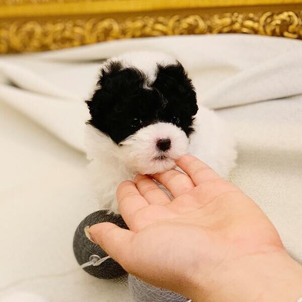 Female toy poodle 