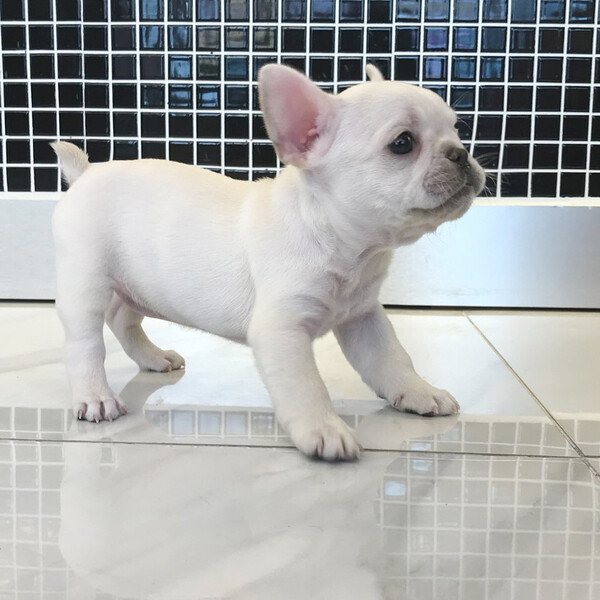 Male bulldog 