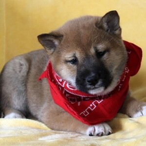 shiba inu puppies | PostAds PH