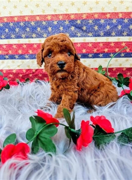 Purebred Toy Poodle puppies