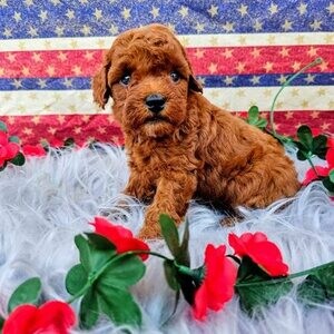 Purebred Toy Poodle puppies | PostAds PH