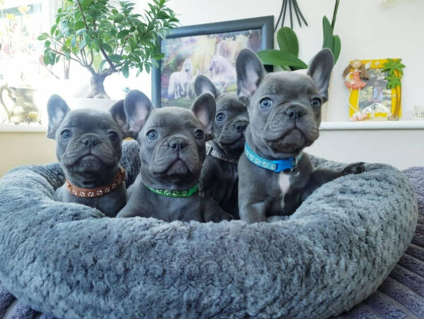 Quality French Bulldog