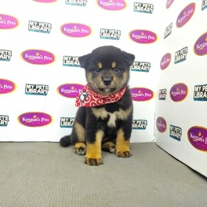 Adorable Super Shiba Inu Puppies | PostAds PH