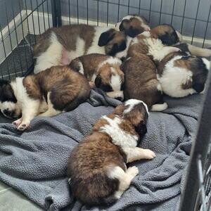 Magical Saint Bernard puppies | PostAds PH